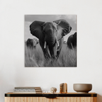 Elefante Africano