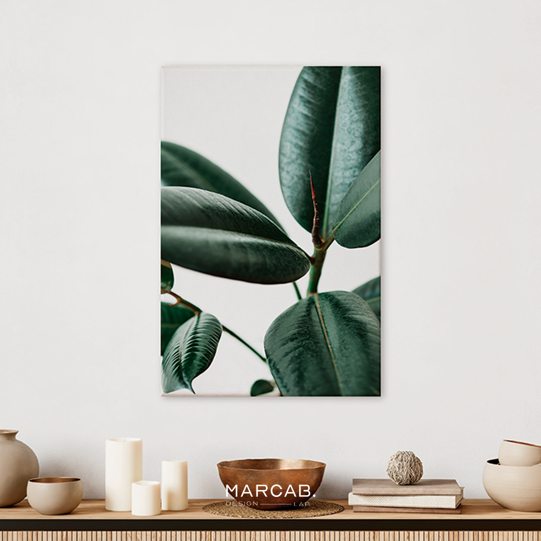 Rubber plant leaves